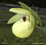 Cypripedium flavum